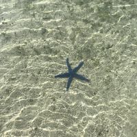 目の前のビーチにこんな綺麗なヒトデがいました♪ 魚もいっぱい