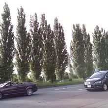 大木のポプラが続きます