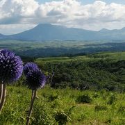 野の花は野に「ヒゴタイ公園」