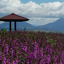 ミソハギの花と高岳