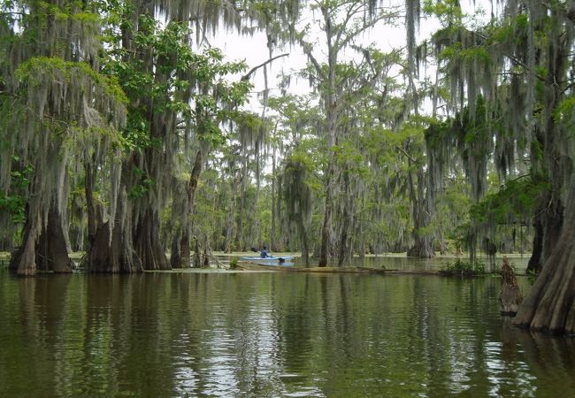 スワンプツアー
