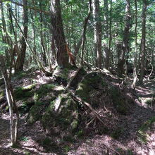 洞窟までは青木ヶ原の樹海を通ります
