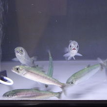 クニマス展示館内。これはヒメマス