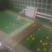 大量のレモンがプカプカ浮いているレモン湯の様子