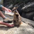 ロックワラビーが可愛すぎる！