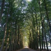 ヘット ロー宮殿 クチコミ・アクセス・営業時間