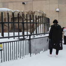 カバは隠れてしまっていた