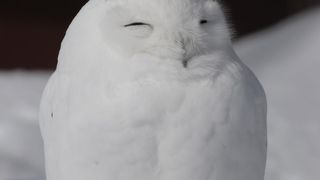 おとなしかった