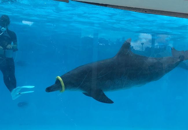 イルカラグーン クチコミ アクセス 営業時間 美ら海 本部 今帰仁 フォートラベル