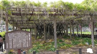 小田原城の絶景スポット