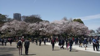 満開の桜を楽しむ