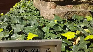 築地の名物である築地波除神社の波除獅子