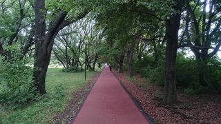 ジョギングやウォーキングにおすすめです