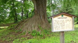 満開の桜も見てみたい