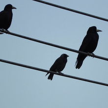 ミヤマガラスとコクマルガラス