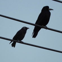ミヤマガラス（右）とコクマルガラス（左）