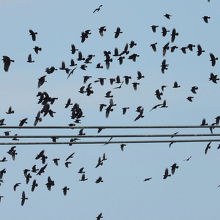 ミヤマガラスの群れ