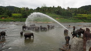 象の水浴び