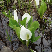 綺麗な水芭蕉の群生地