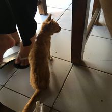 足元に猫ちゃんがスタンバイしてます