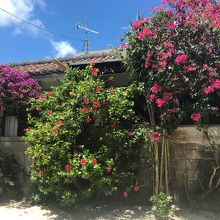 お花が綺麗です