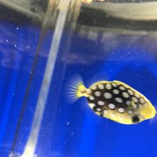 可愛いお魚さん