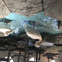 フラミンゴのウオーキング