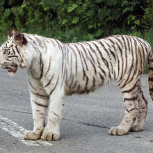 動物たちが待ってます！