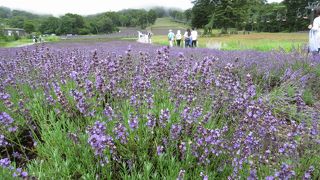 たんばらラベンダーパーク天候の報告