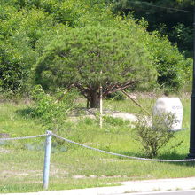 南北首脳が植樹した松もすぐそばに見えます