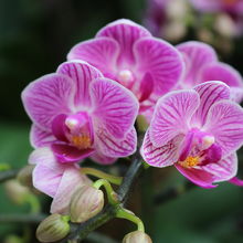 蘭の花がきれいでした