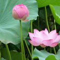 池一面に蓮、今年は8月末頃まで楽しめそう