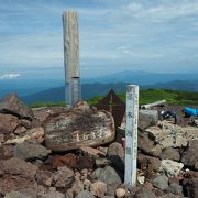 初夏は高山植物のお花畑