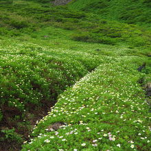 登山道沿いはチングルマの群落