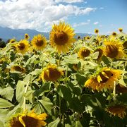 夏の風物詩明野のひまわり畑