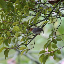 アカガオサイホウチョウ