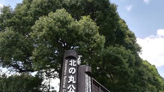 緑が一杯降り注ぎます