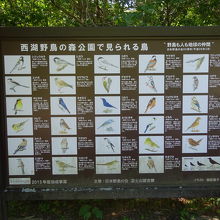 色々な種類の野鳥が見られるそうです