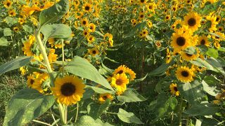 ひまわり畑で夏を感じる
