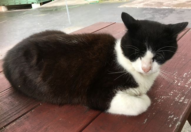 マウンテン サンダー コーヒー 農園