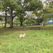 犬連れて行きました