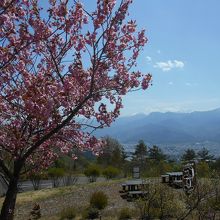 頂上の桜は満開で、残雪のアルプスに彩を添える。