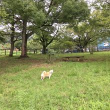 犬連れて行きました By Nangokusuki さがみ湖リゾート プレジャーフォレストのクチコミ フォートラベル 犬連れて行きました By Nangokusuki さがみ湖リゾート プレジャーフォレストのクチコミ フォートラベル