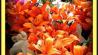 イタイプー ダム