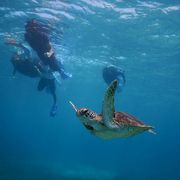 海ガメと一緒にシュノーケル