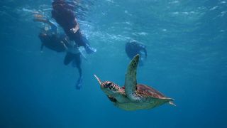 海ガメと一緒にシュノーケル
