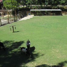 ミニ動物園