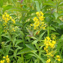 親海湿原で見られたクサレダマ（草蓮玉）