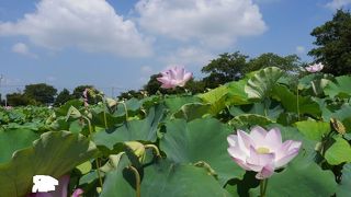 上品に咲く蓮の花、田んぼアートにも注目