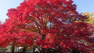 燃えるように真っ赤